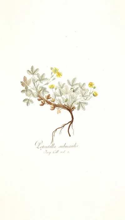 Potentilla Subacaulis