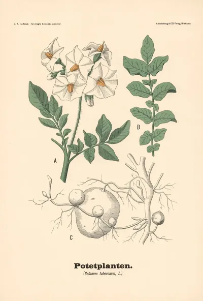 Potetplanten Solanum Tuberosum L