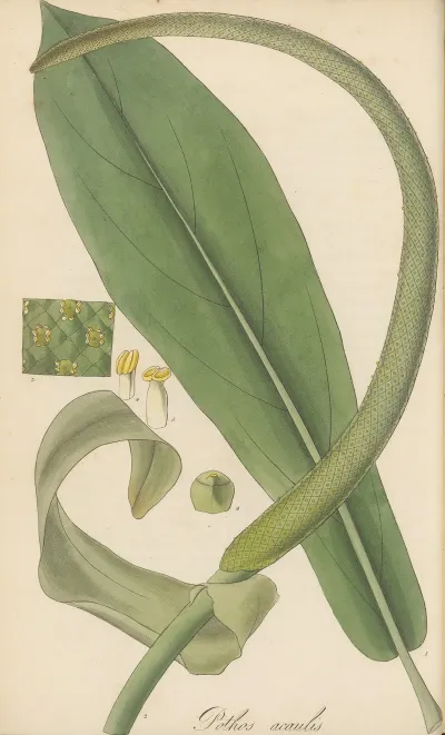 Pothos Acaulis