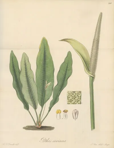 Pothos Coriacea