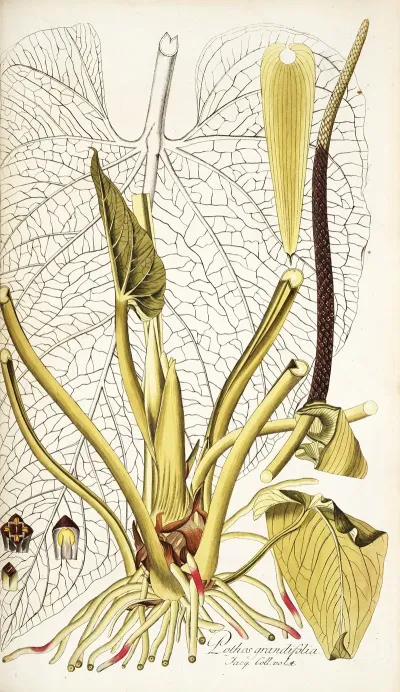 Pothos Grandifolia