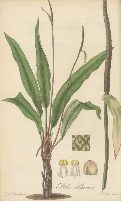 Pothos Harrisii