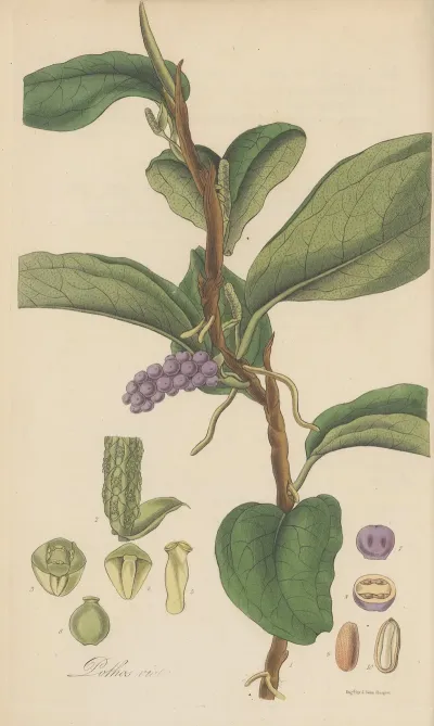 Pothos Violacea