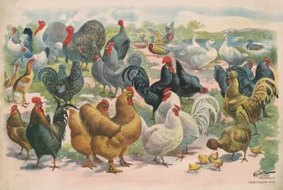 Poultry 2