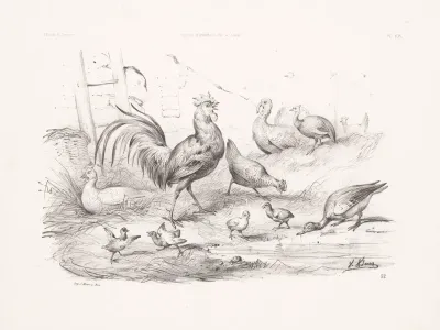 Poultry 3