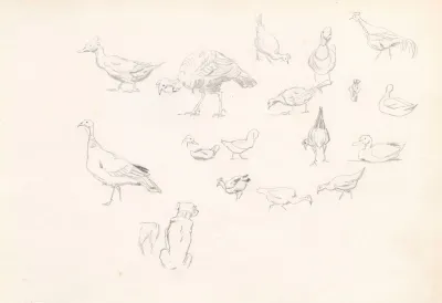 Poultry And A Dog