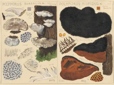 Poyporus Borealis Poyporus Hispidus