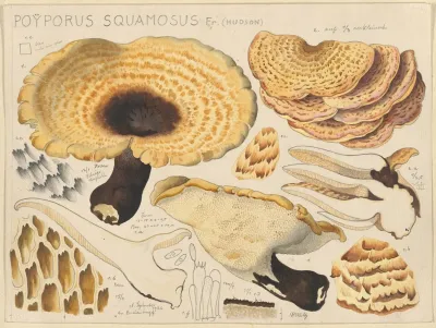 Poyporus Squamosus Fr Hudson