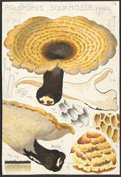 Poyporus Squamosus Fries