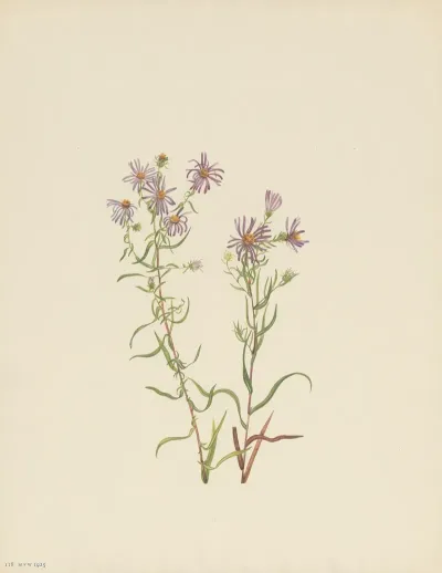 Prairie Aster Aster Campestris 3