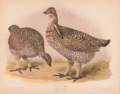 Prairie Hen Cupidonia Cupido 1 Male 2 Female