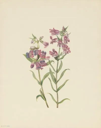 Prairie Pentstemon Pentstemon Erianthera 3