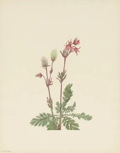 Prairie Smoke Sieversia Ciliata 3