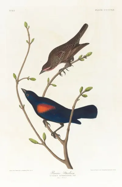 Prairie Starling