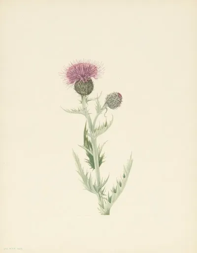 Prairie Thistle Cirsium Undulatum 3