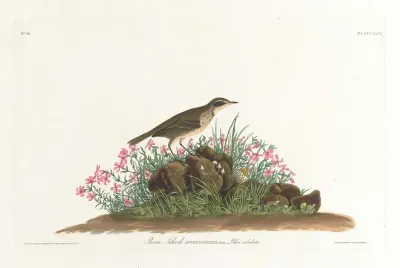 Prairie Titlark