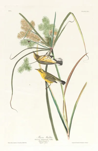 Prairie Warbler 2