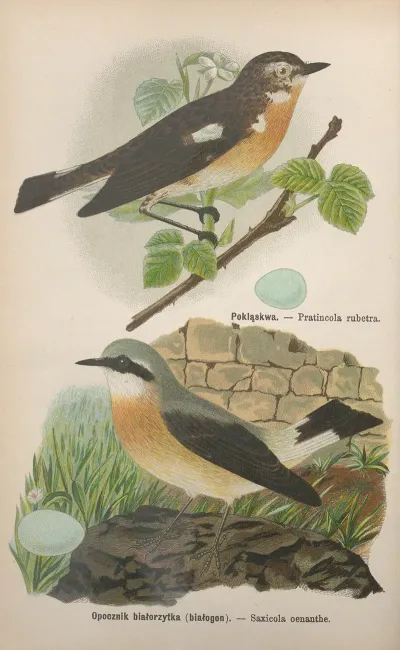 Pratincola Rubetra Saxicola Oenanthe