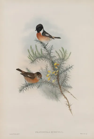 Pratincola Rubicola Stone Chat Or Furze Chat