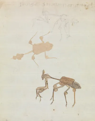 Praying Mantis