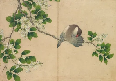 Preening Bird