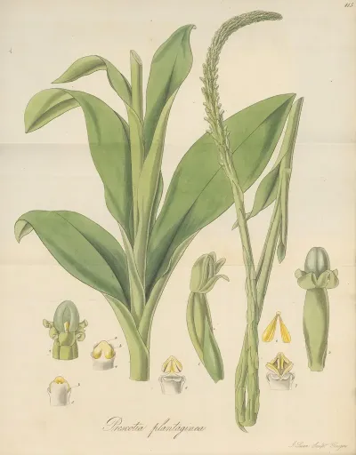 Prescotia Plantaginea