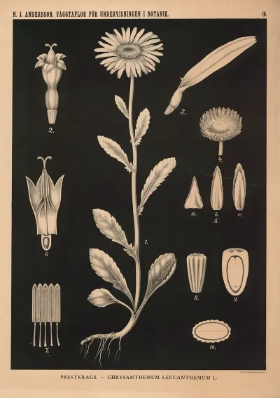 Prestkrage Chrysanthemum Leucanthemum L