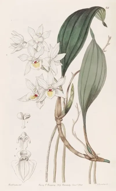 Pretty Aganisia
