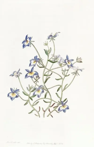 Pretty Clintonia