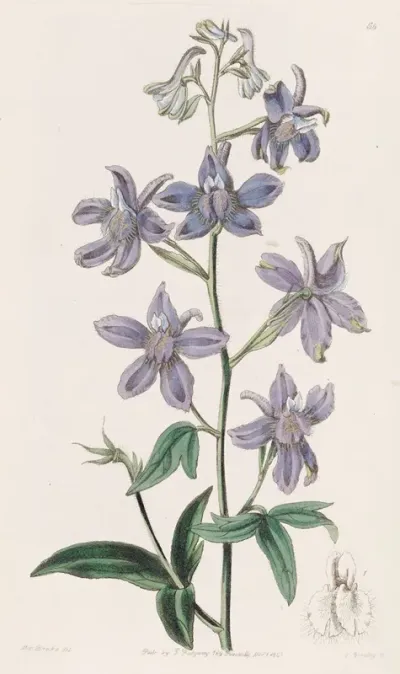 Pretty Larkspur