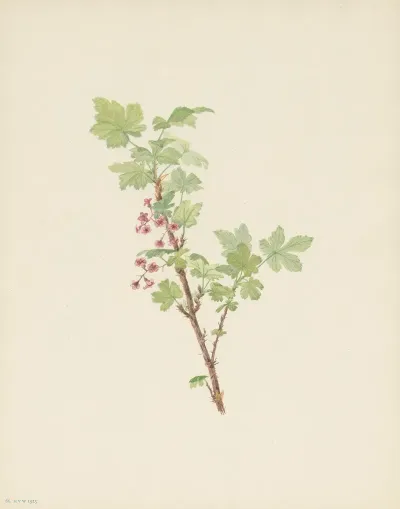 Prickly Currant Flower Ribes Lacustre 2