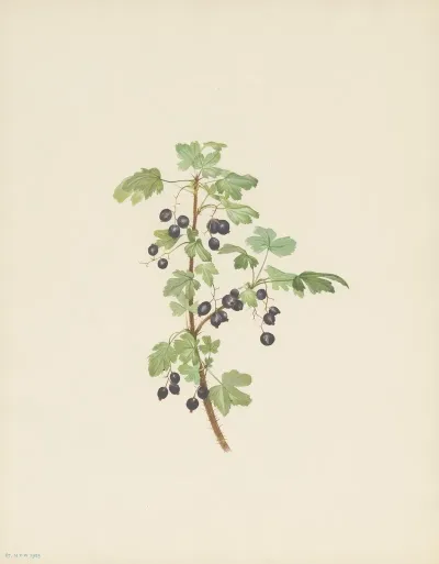 Prickly Currant Fruit Ribes Lacustre 2
