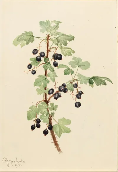 Prickly Currant Ribes Lacustre 2