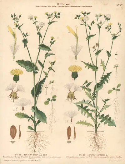Prickly Sow Thistle Annual Sow Thistle