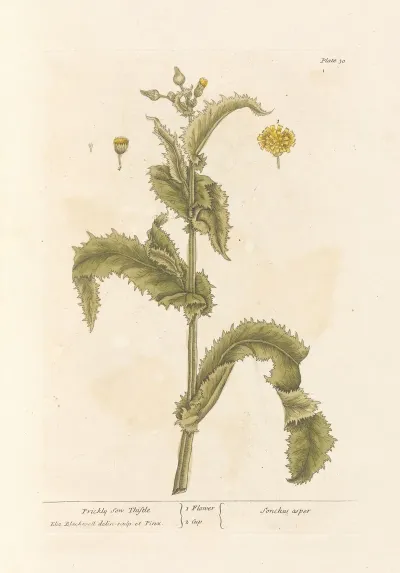 Prickly Sow Thistle