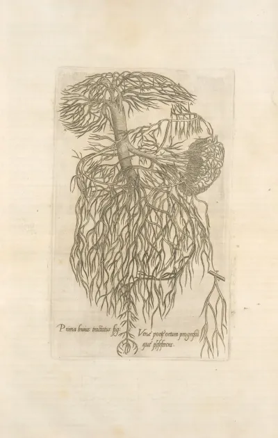 Prima Huirus Tractatus Fig Venae Portae Ortum Progresumque Praeseferens