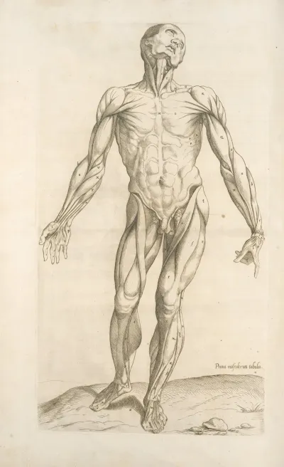 Prima Musculorum Tabula Shows Human Muscles