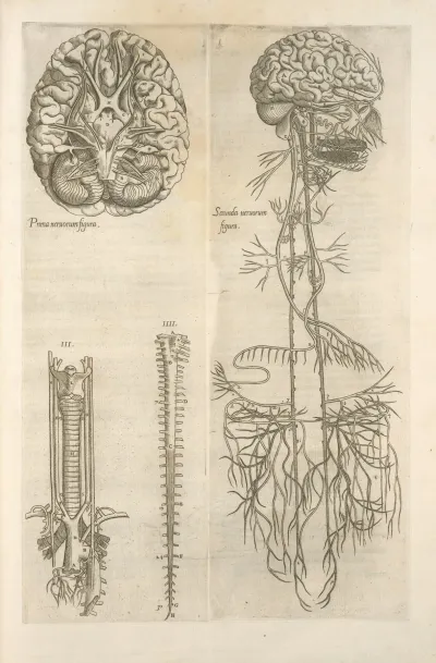 Prima Neruorum Figura Secunda Neruorum Figura Brain And Cranial Nerves