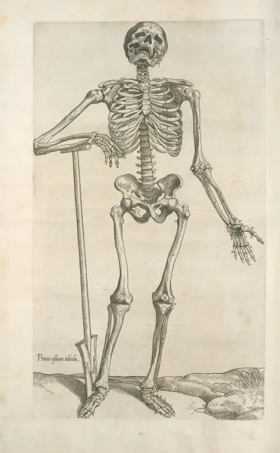 Prima Ossium Tabula Human Skeleton Leaning On A Spade