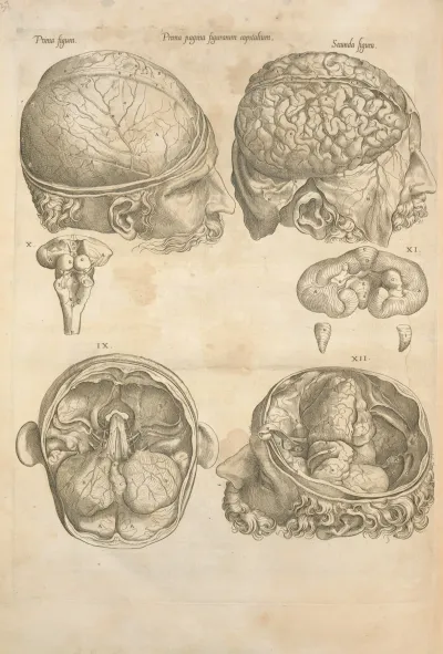 Prima Pagina Figurarum Capitalium Human Brain