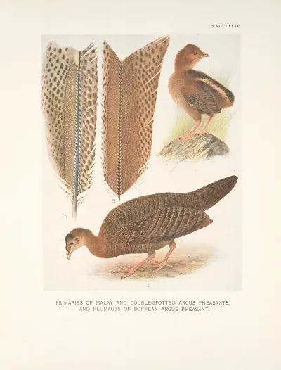 Primaries Of Malay And Double Spotted Argus Pheasants And Plumages Of Bornean Argus Pheasant