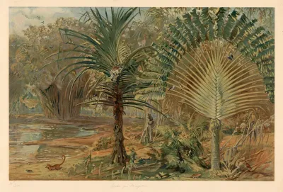 Primeval Forest In Madagascar