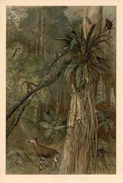 Primeval Forest On The Guinea Coast