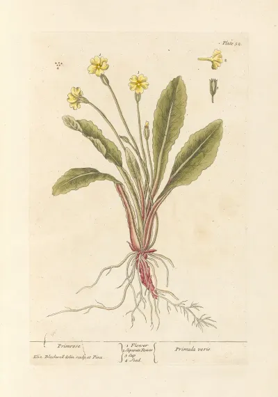 Primrose 2