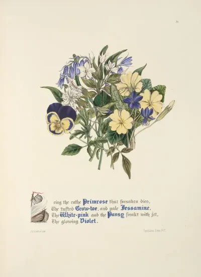 Primrose Grow Toejessamine White Pink Pansy And Violet