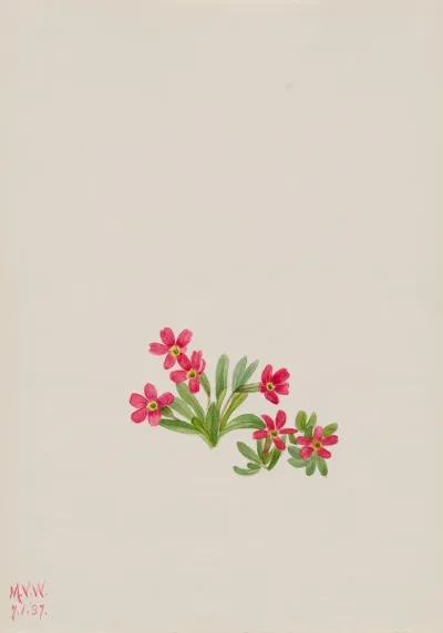 Primrose Primula Angustifolia