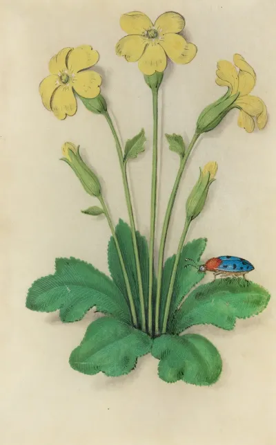 Primrose Primula Vulgaris With A Blue Ladybeetle