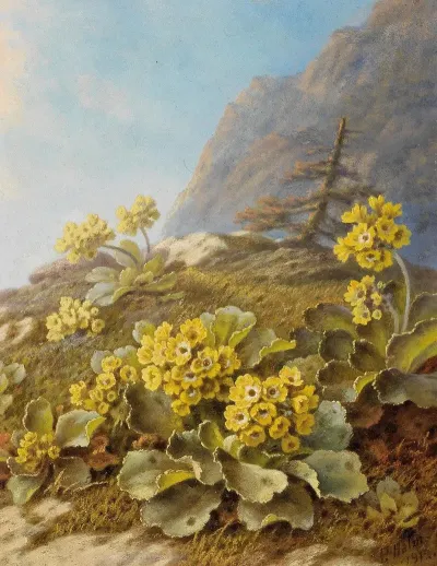 Primula Auricula Cowslips
