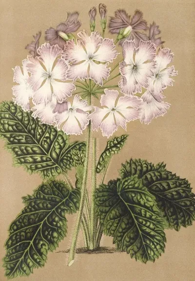 Primula Cortusoides Var Grandiflora