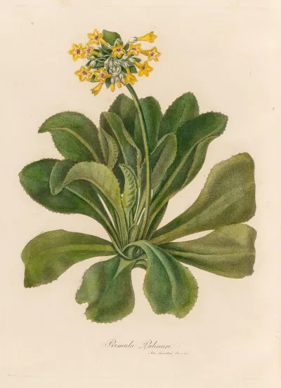 Primula Palinuri 2
